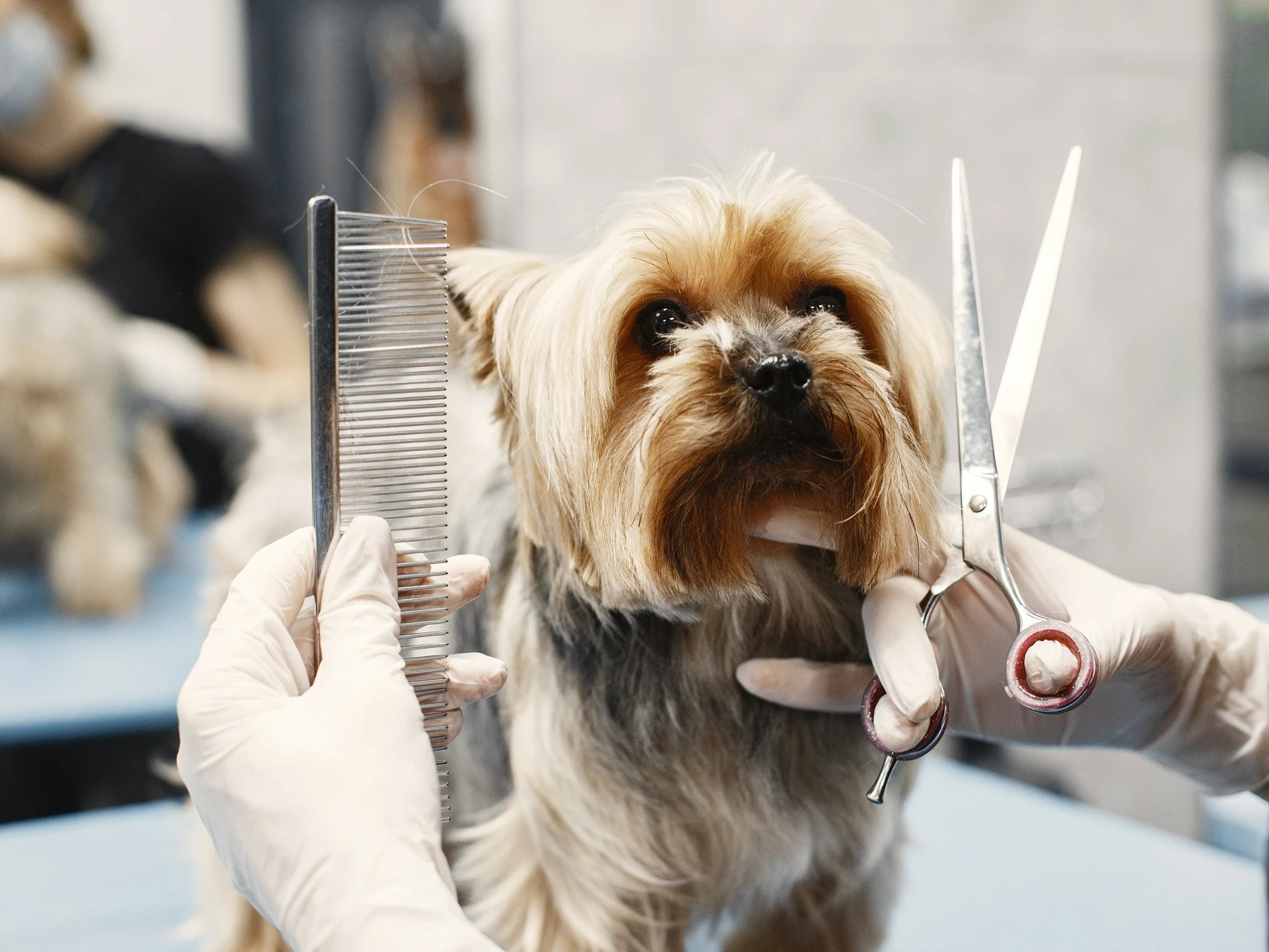 Smart LINE Booking & CRM for Pet Grooming Businesses