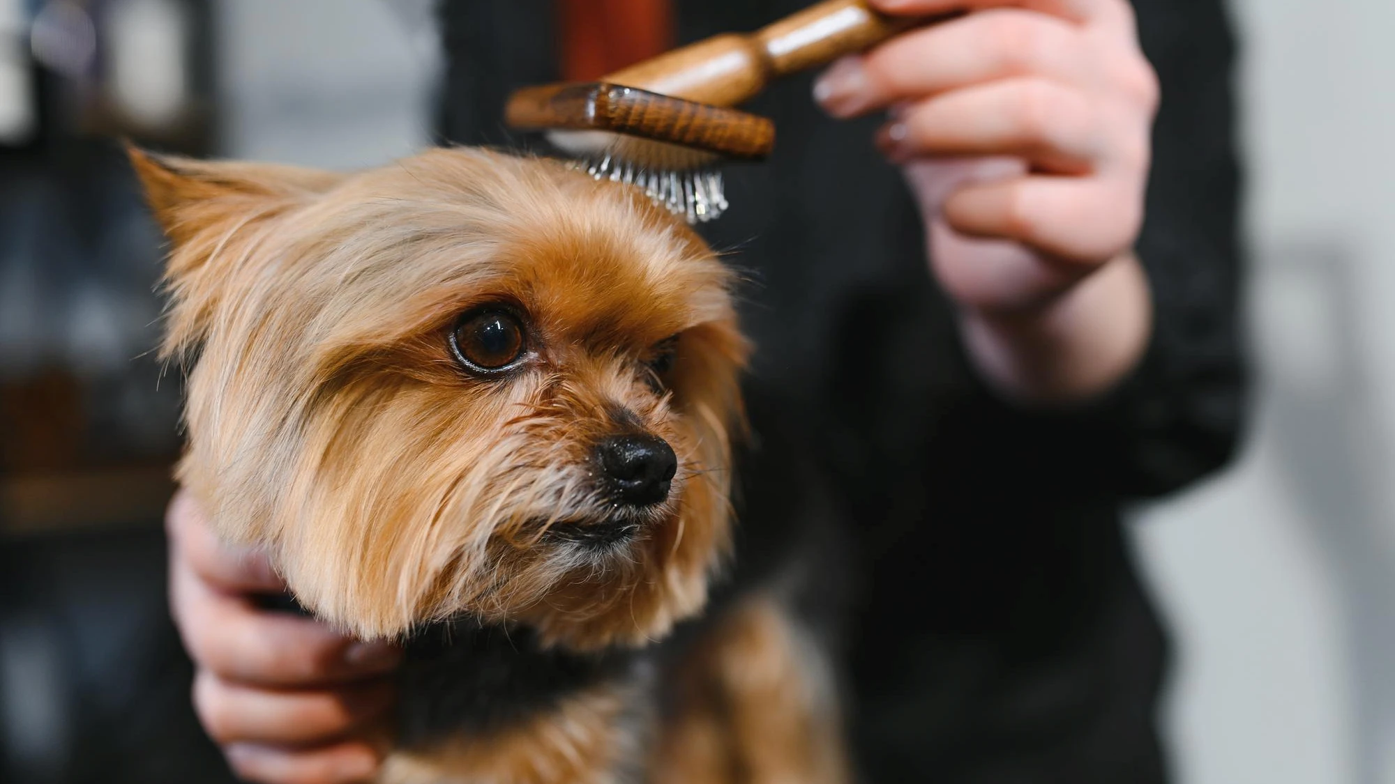 Why Pet Grooming Shops Need a Modern Booking System